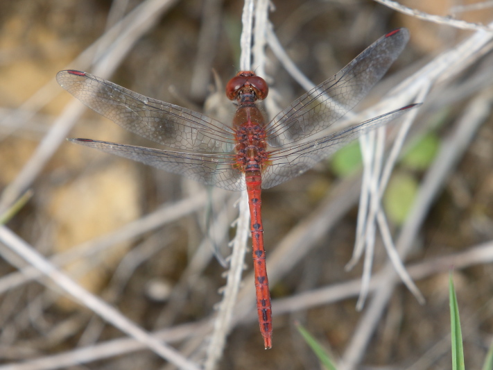 J17_3624 Diplacodes bipunctata male.JPG